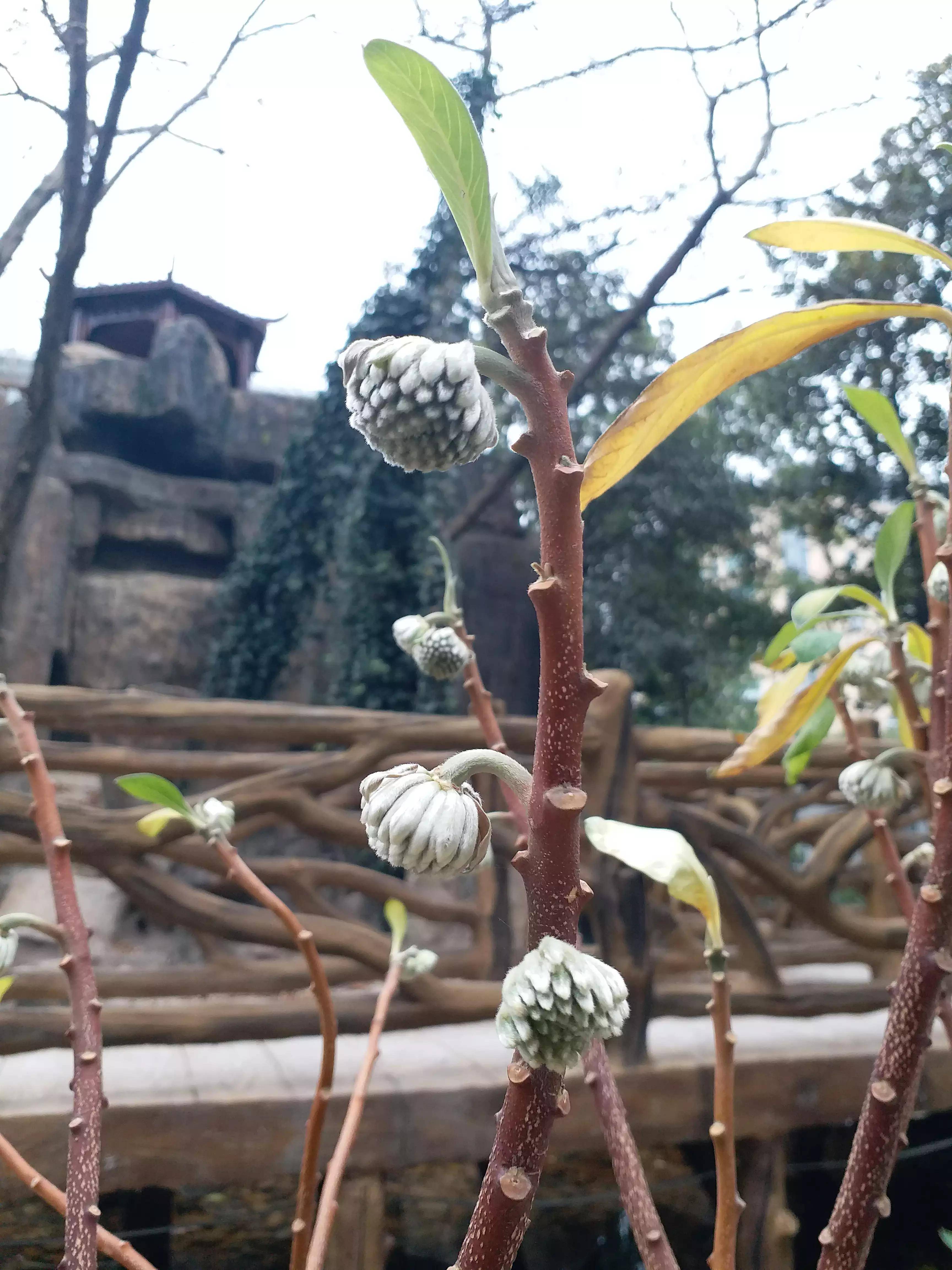 结香花的寓意和风水