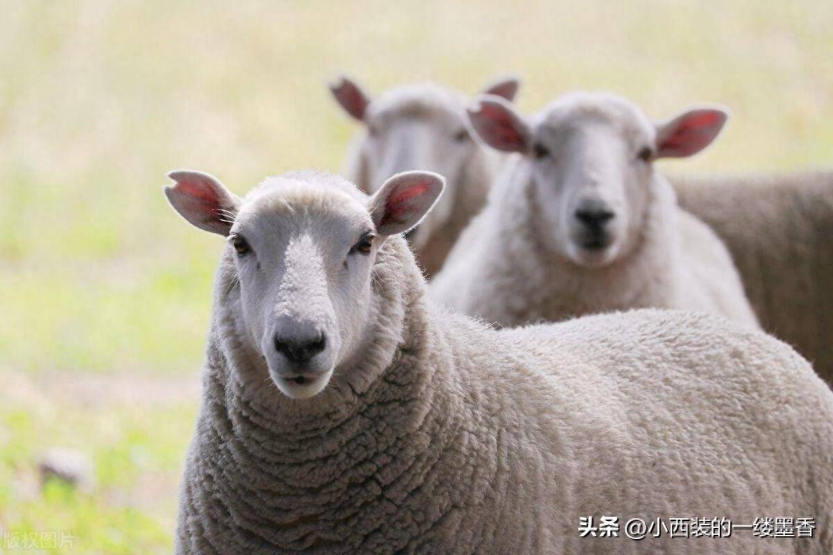 羊的最佳伴侣是哪个生肖？晚年谁最呵护属羊的？