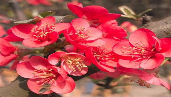红叶海棠养殖方法和注意事项