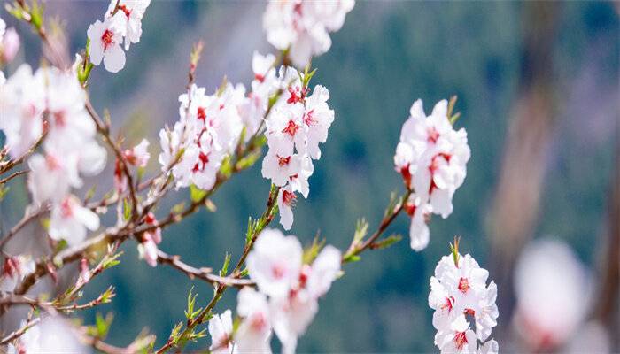 杏花是什么季节开的