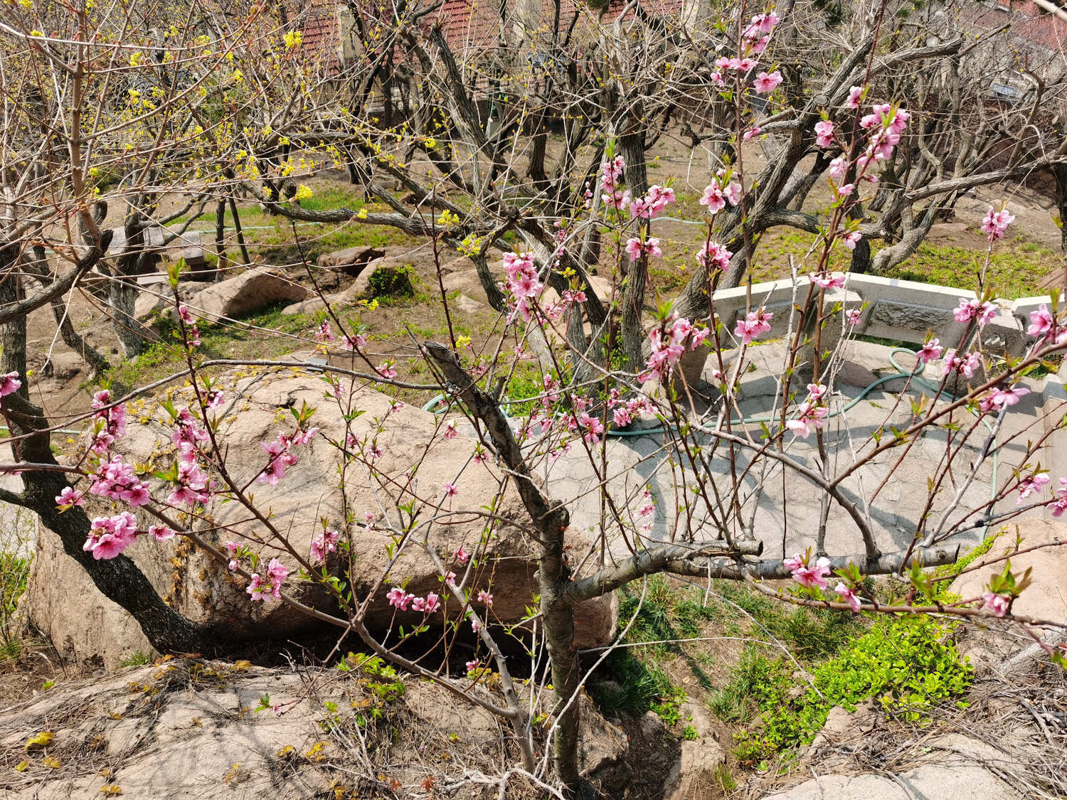 桃花养在家好不好，盆栽桃花怎么养