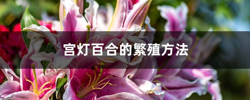 宫灯百合的繁殖方法