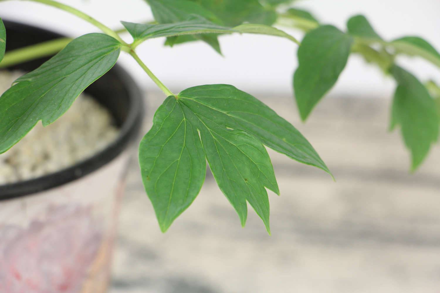 牡丹花春天移植行吗