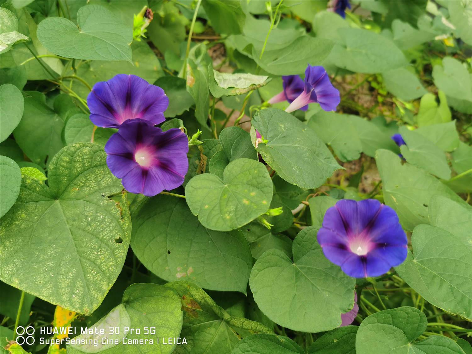 牵牛花的特点