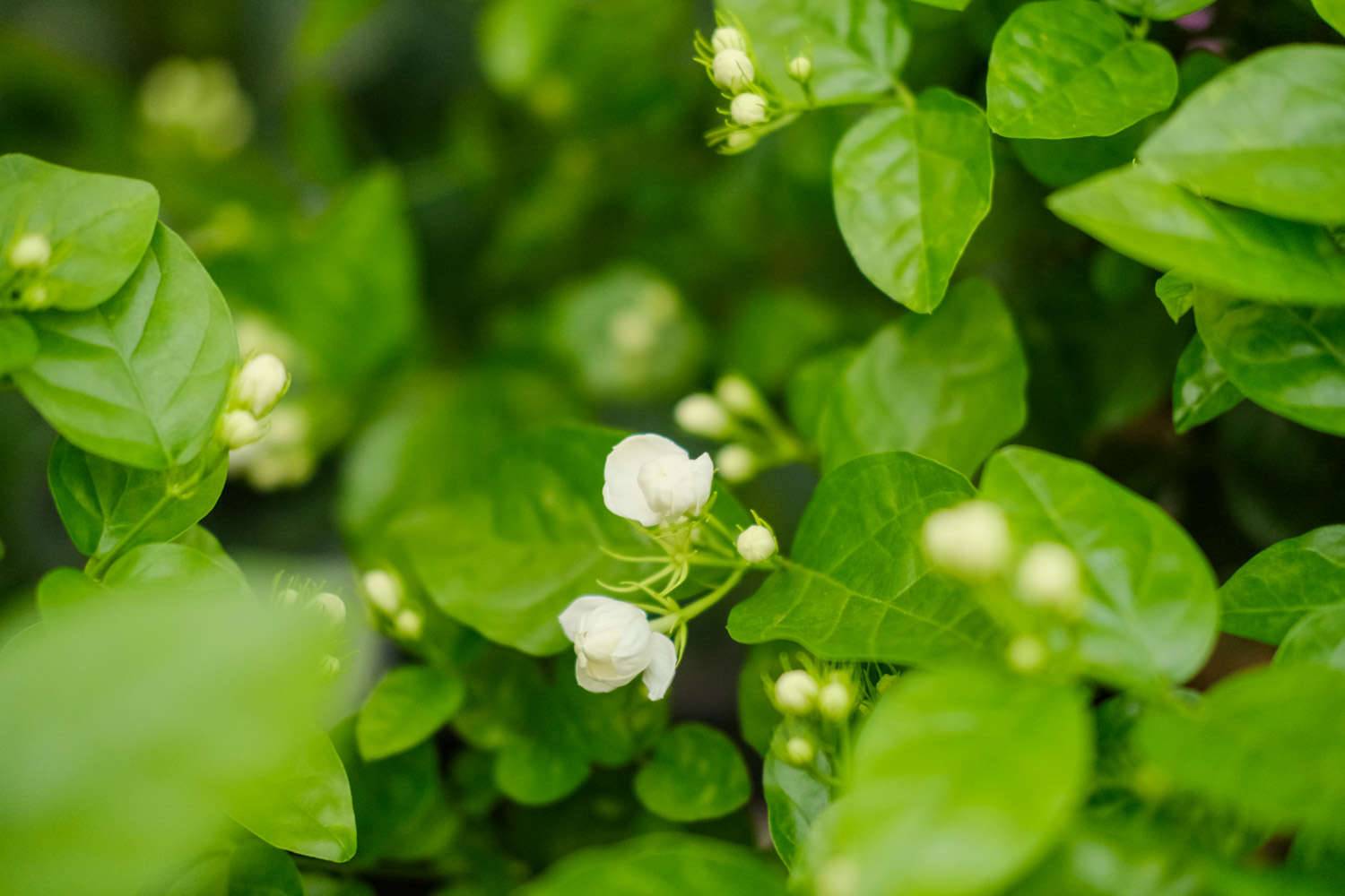 茉莉花的形状，茉莉花图片大全