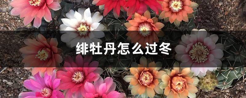 绯牡丹