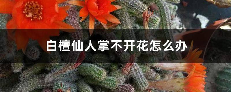 白檀仙人掌不开花怎么办