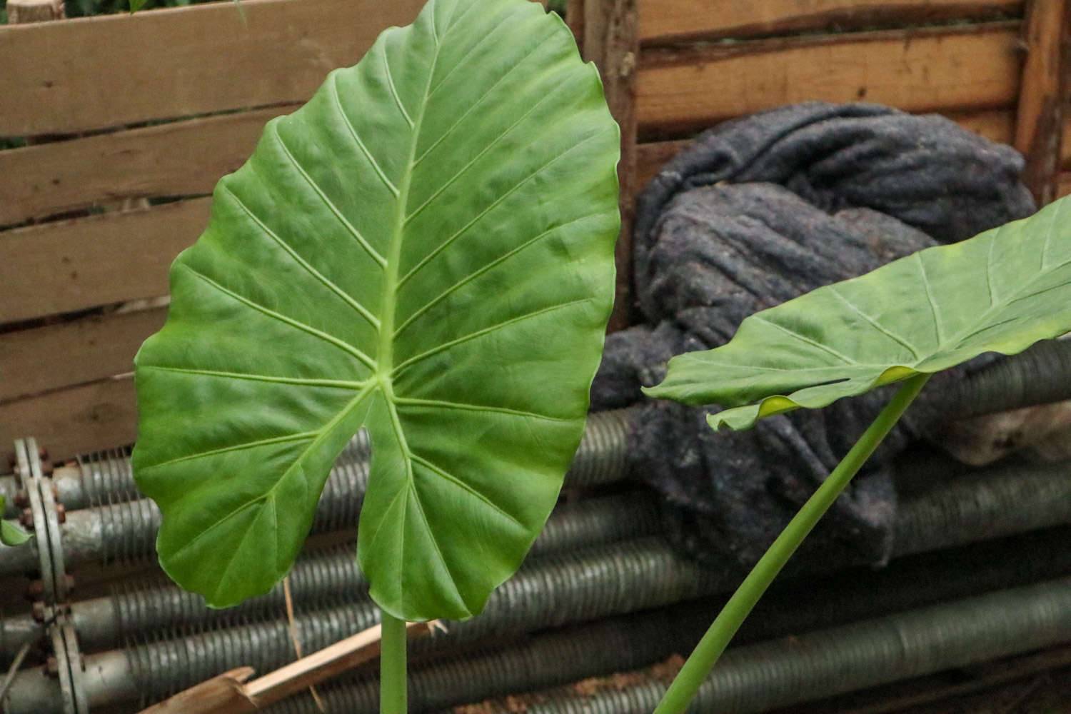 滴水观音几月份开花