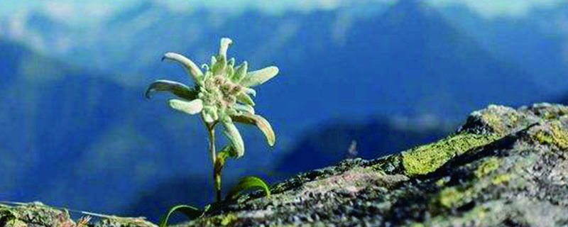 雪绒花