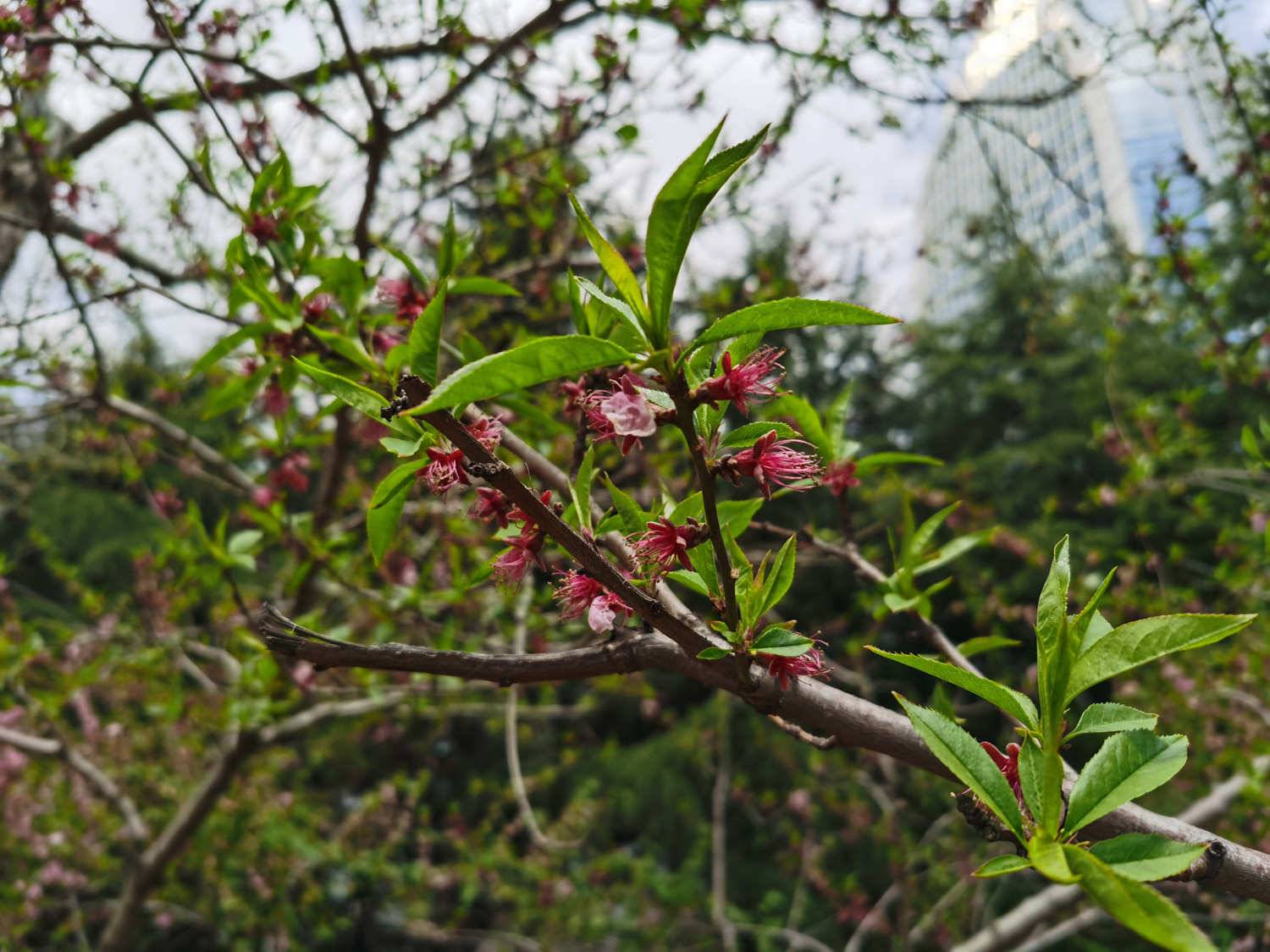 桃花养在家好不好，盆栽桃花怎么养