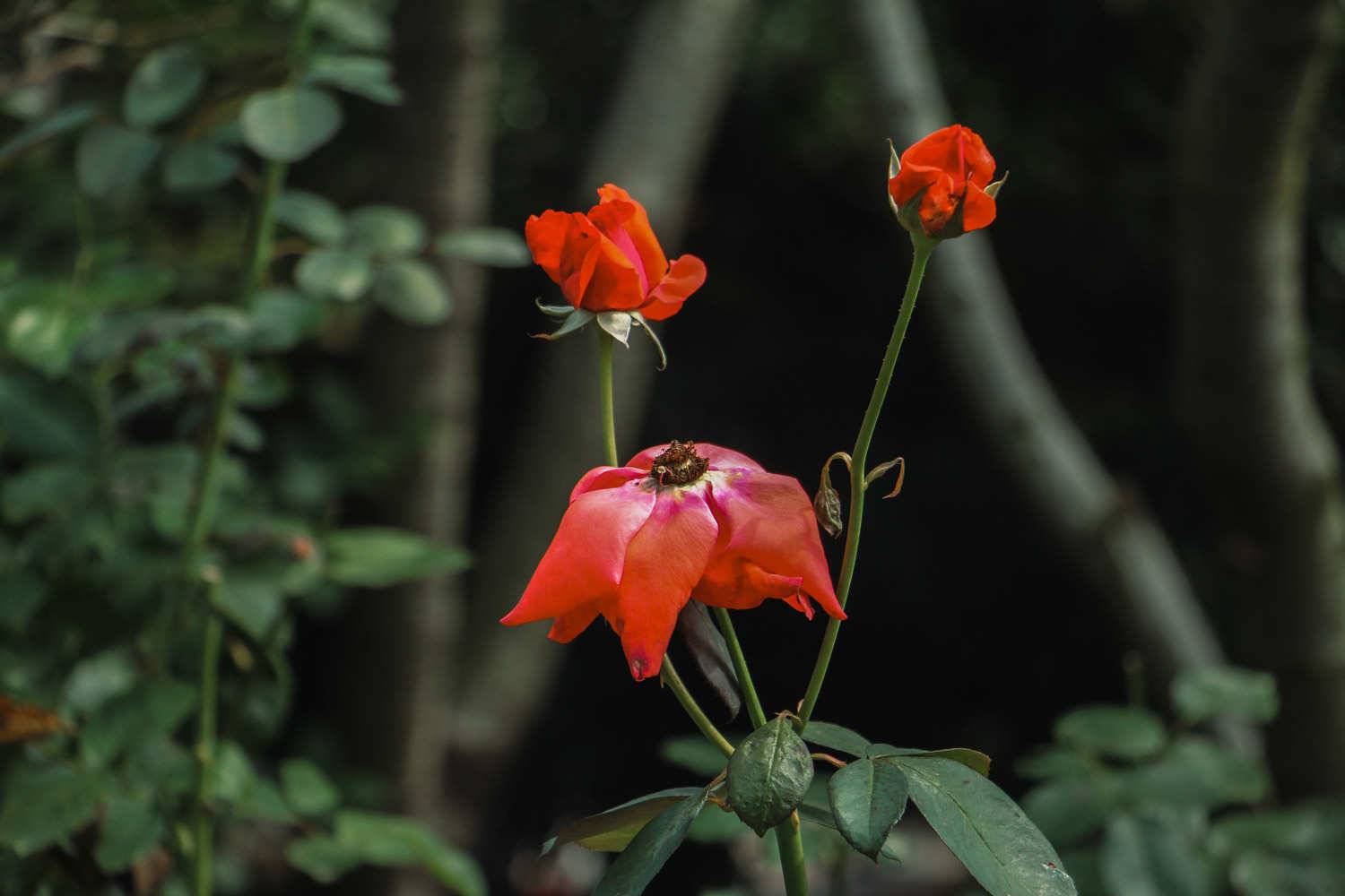 月季花的养殖方法，月季花栽培技术