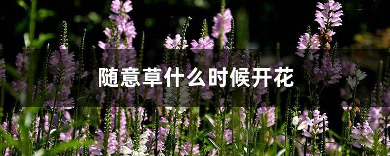 随意草什么时候开花