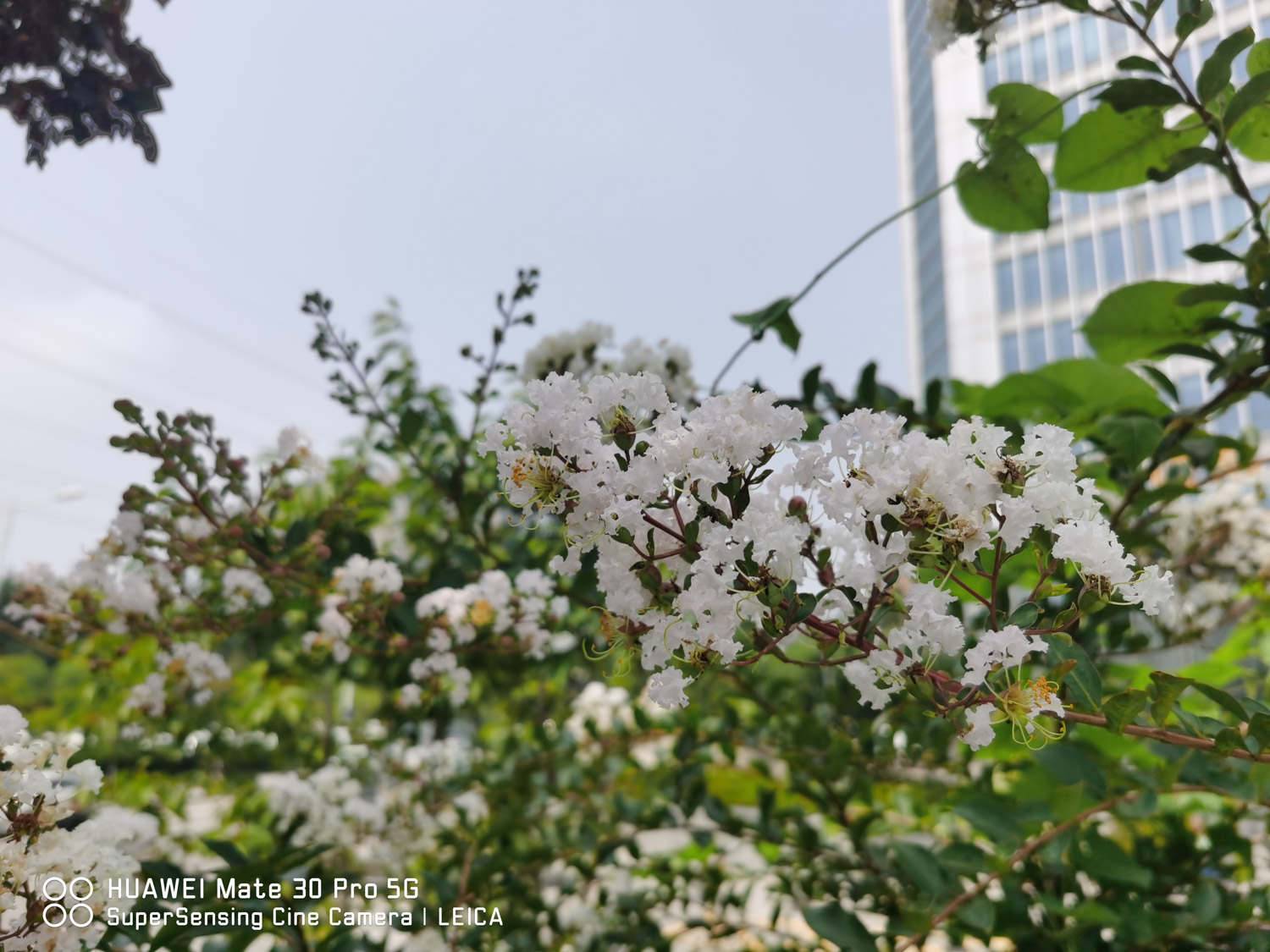 盐城适合养什么花，市花和市树是什么