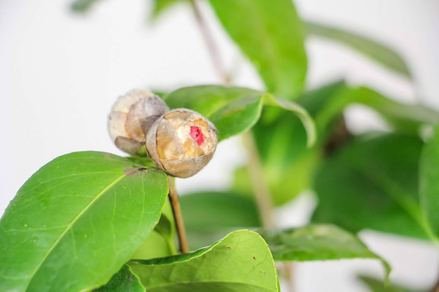 茶花品种大全