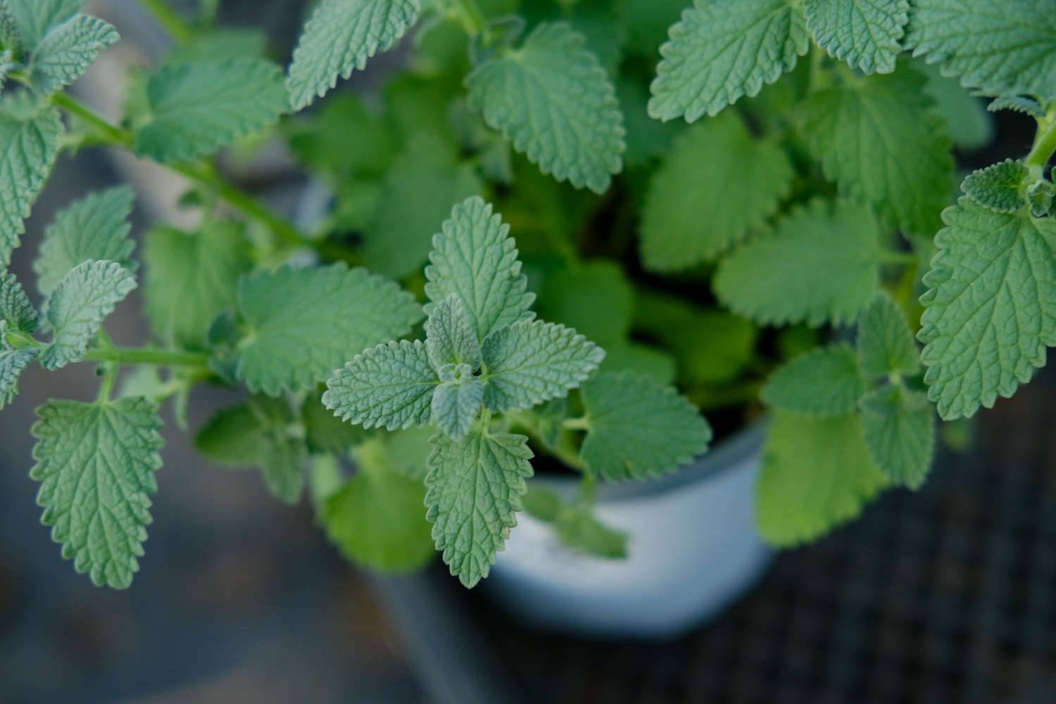 香草植物播种要注意什么