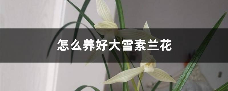 大雪素