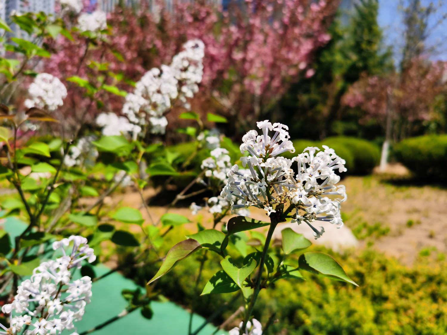 北京适合养什么花，市花和市树是什么