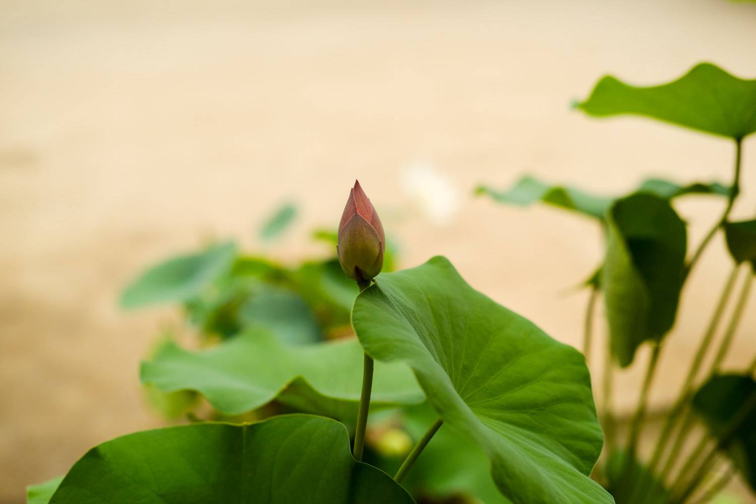 荷花一年开几次花，花期怎么养护