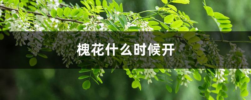 槐花什么时候开