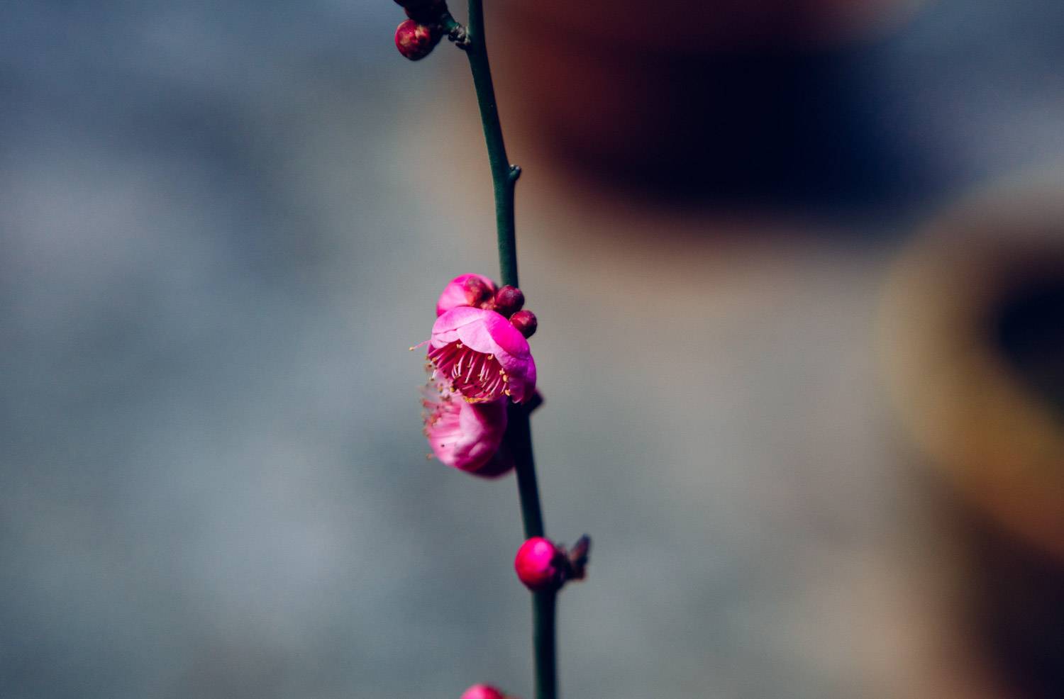 梅花图片（形态特征和养护方法简介）