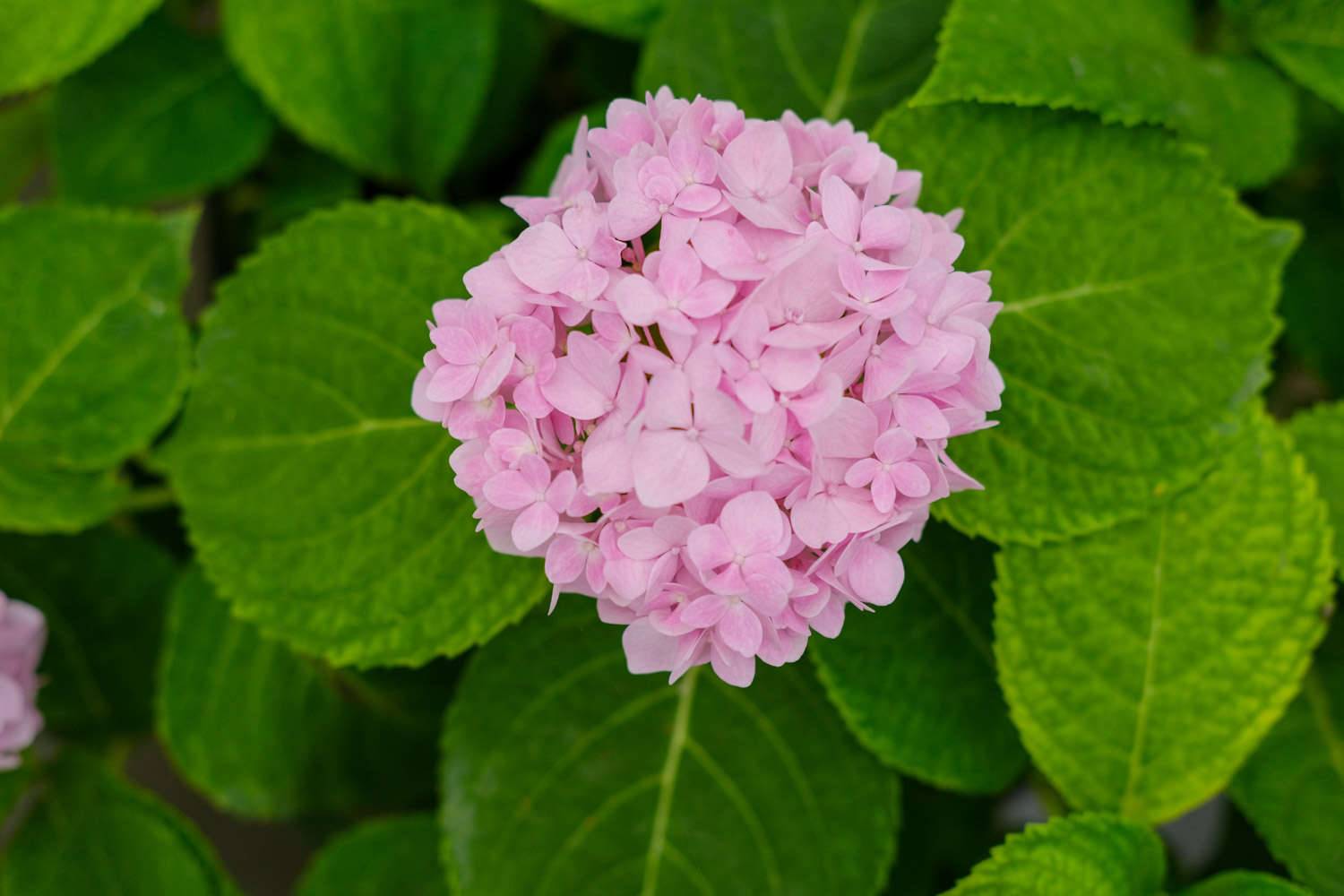 绣球花叶子发黄边缘干枯怎么办