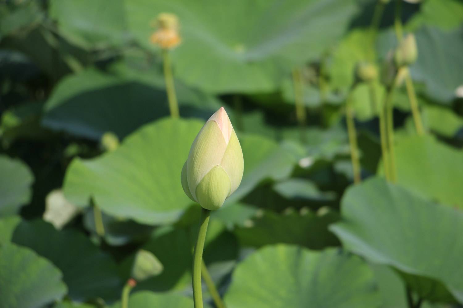 莲花简介，莲花有毒吗