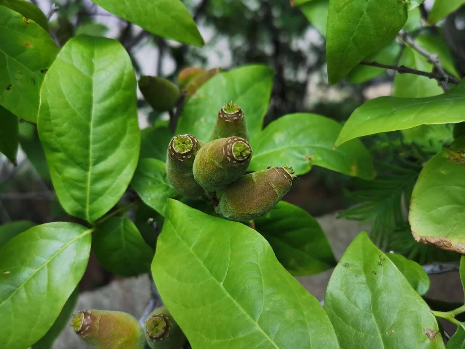 进腊月门养这“4种”花，天越冷开越旺，过年香满屋！