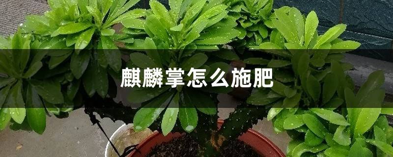 麒麟掌怎么施肥