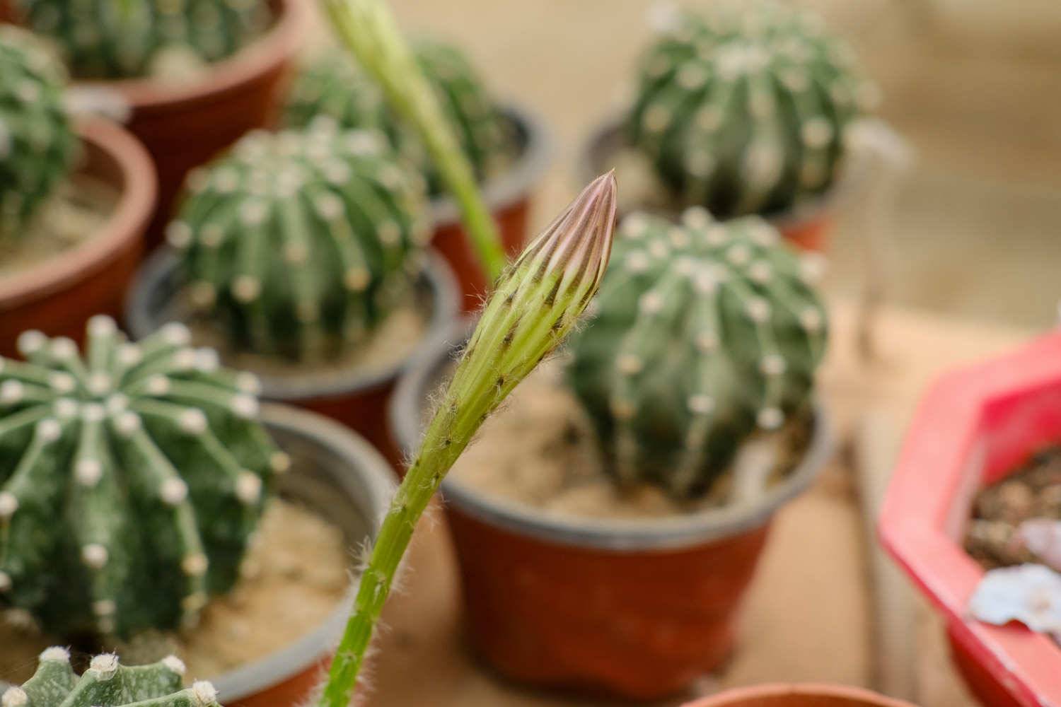 1个仙人球开40朵花，这些品种，你见都没见过！