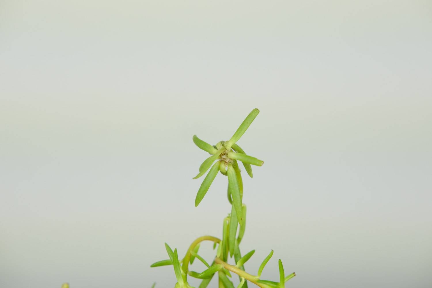 太阳花有白色虫子怎么办，用什么药喷呢