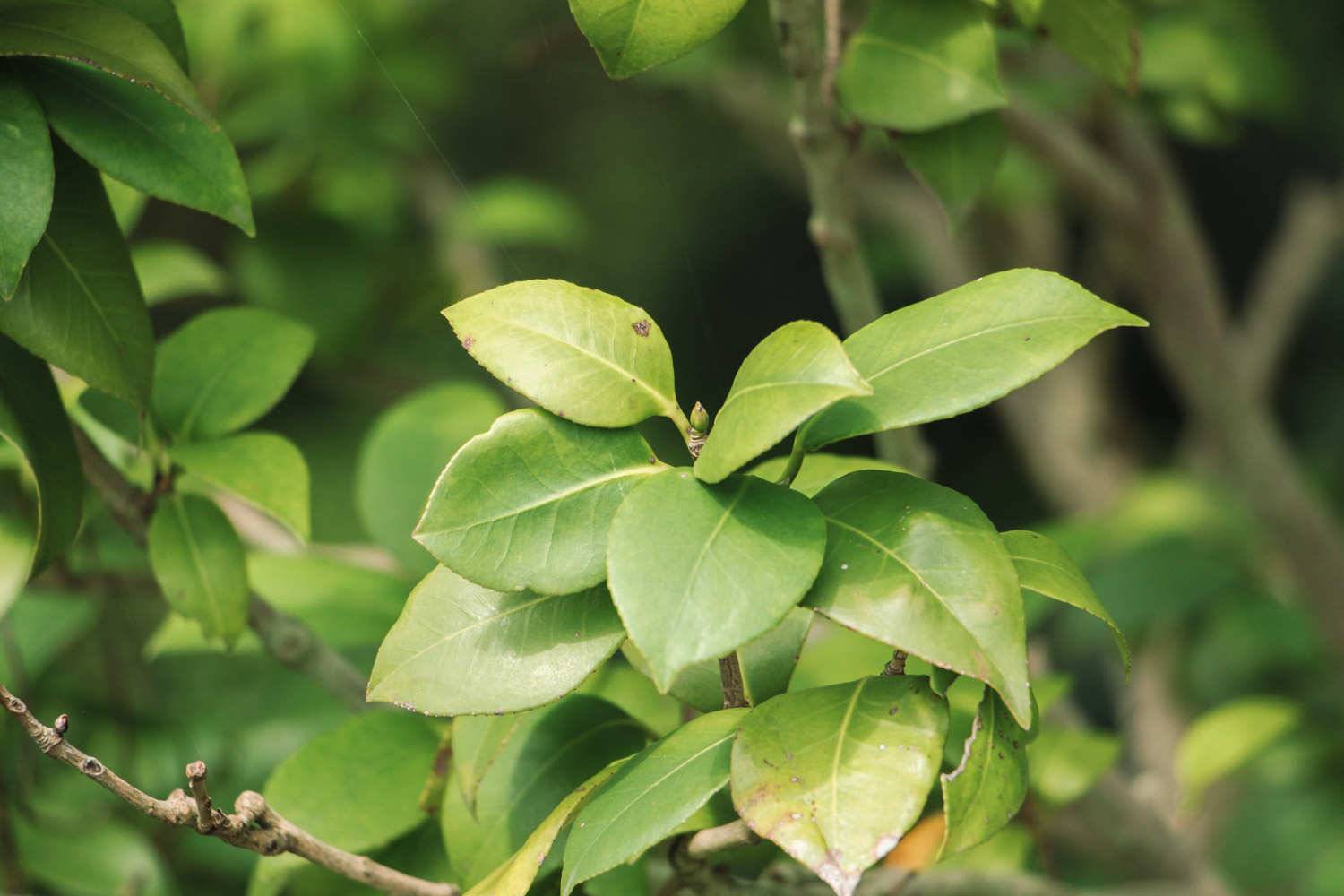 青岛适合养什么花，市花和市树是什么