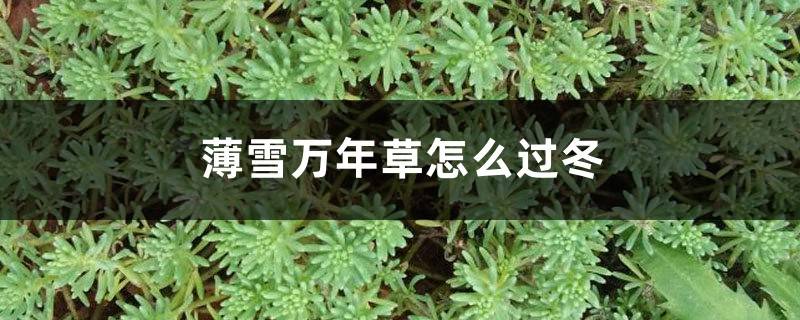 薄雪万年草怎么过冬