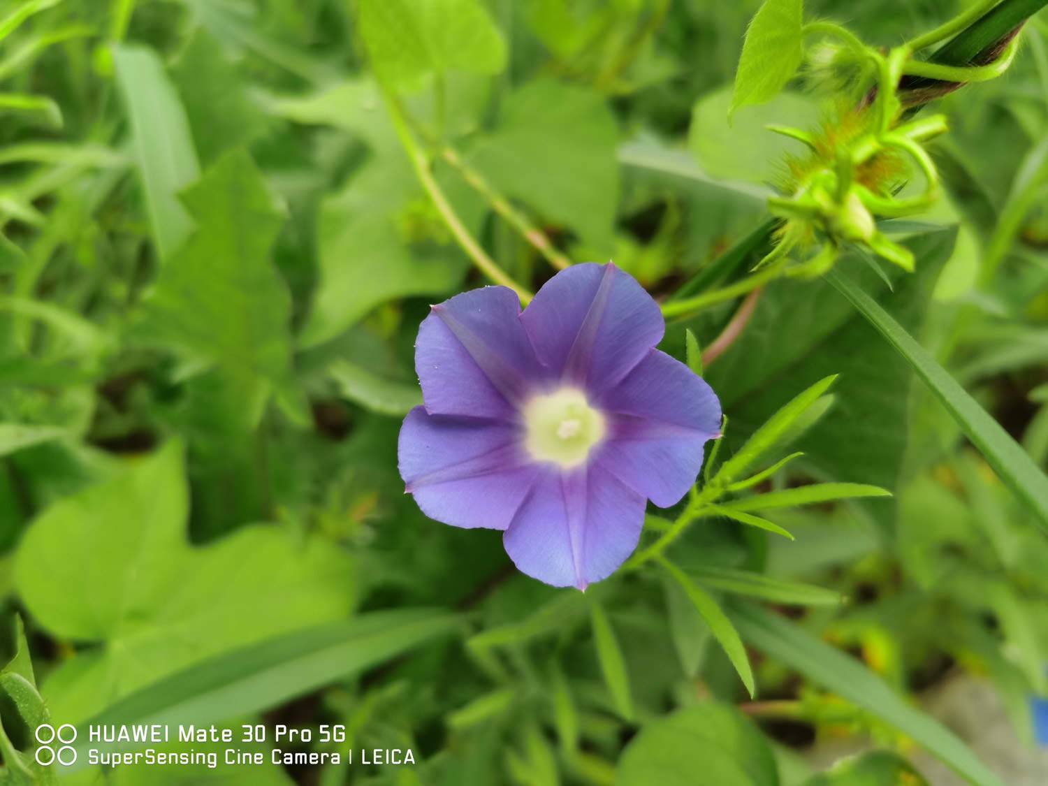 牵牛花的特点