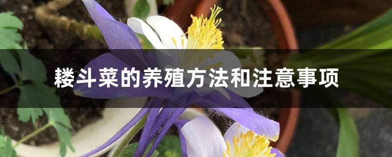 耧斗菜的养殖方法和注意事项