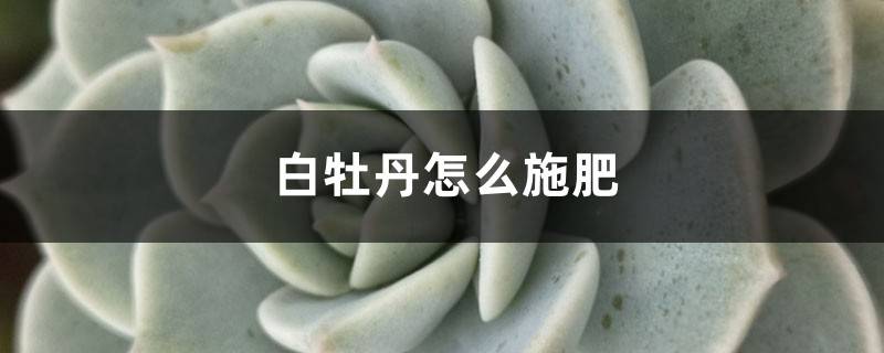 白牡丹怎么施肥