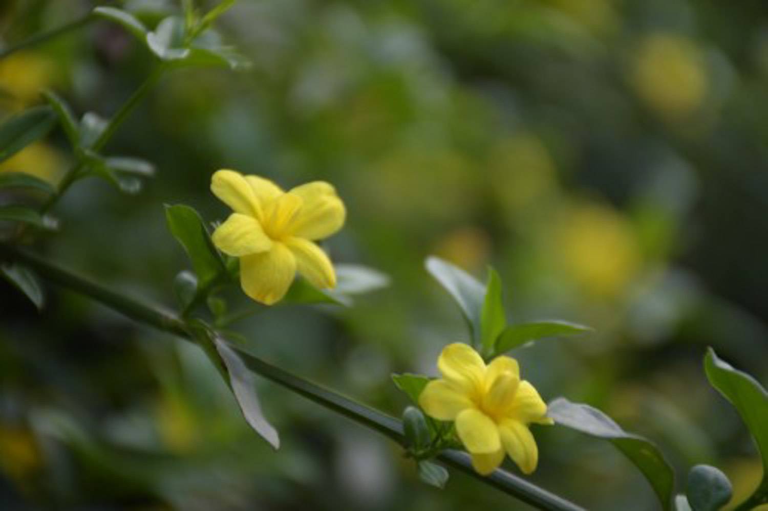 迎春花盆景制作步骤及养护方法