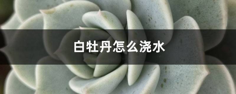 白牡丹怎么浇水？