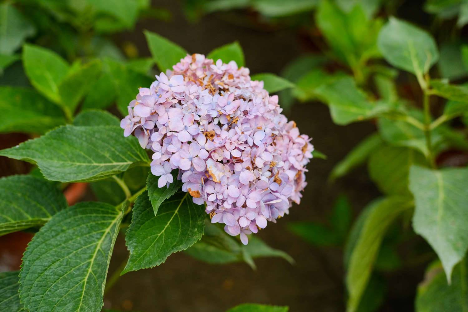 绣球花夏季怎么养