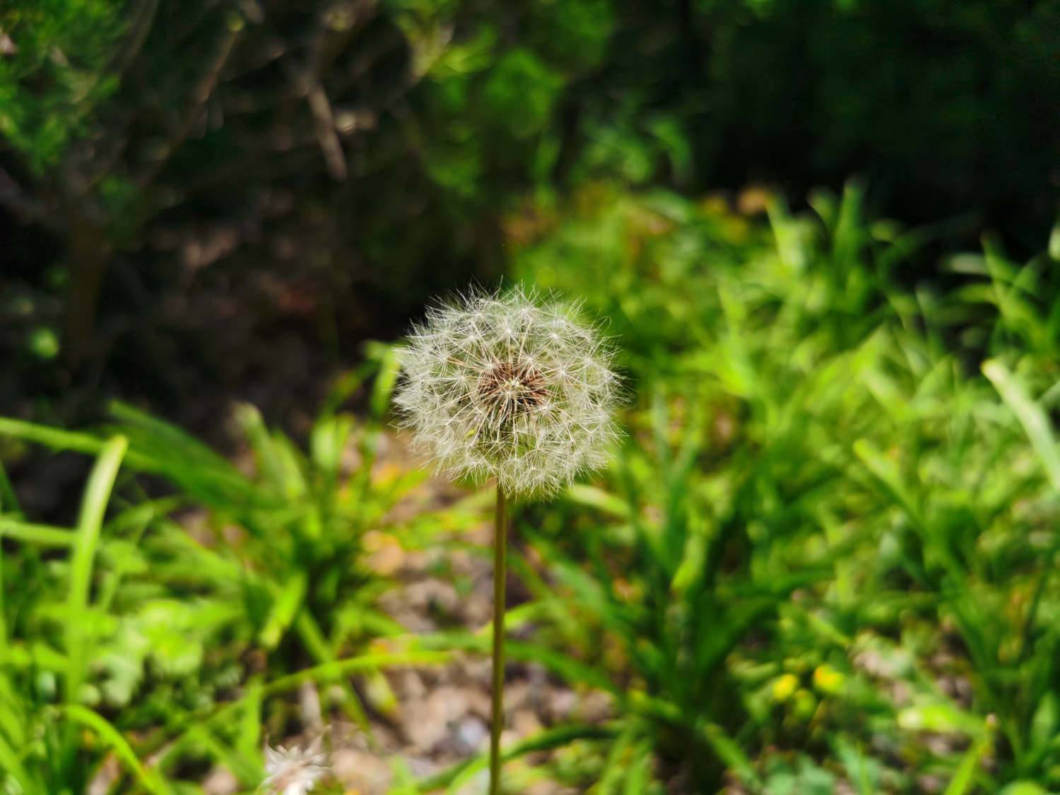 蒲公英种植栽培技术，蒲公英图片