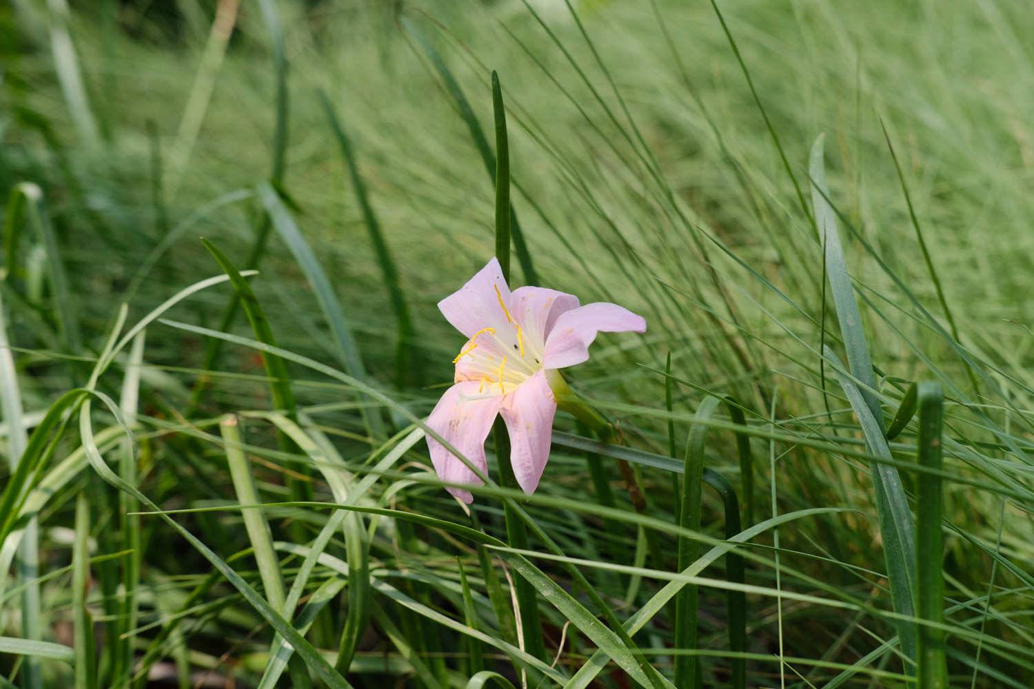 韭菜莲什么时候开花