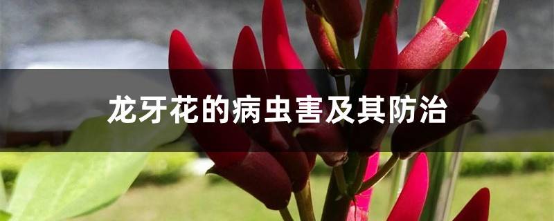 龙牙花的病虫害及其防治