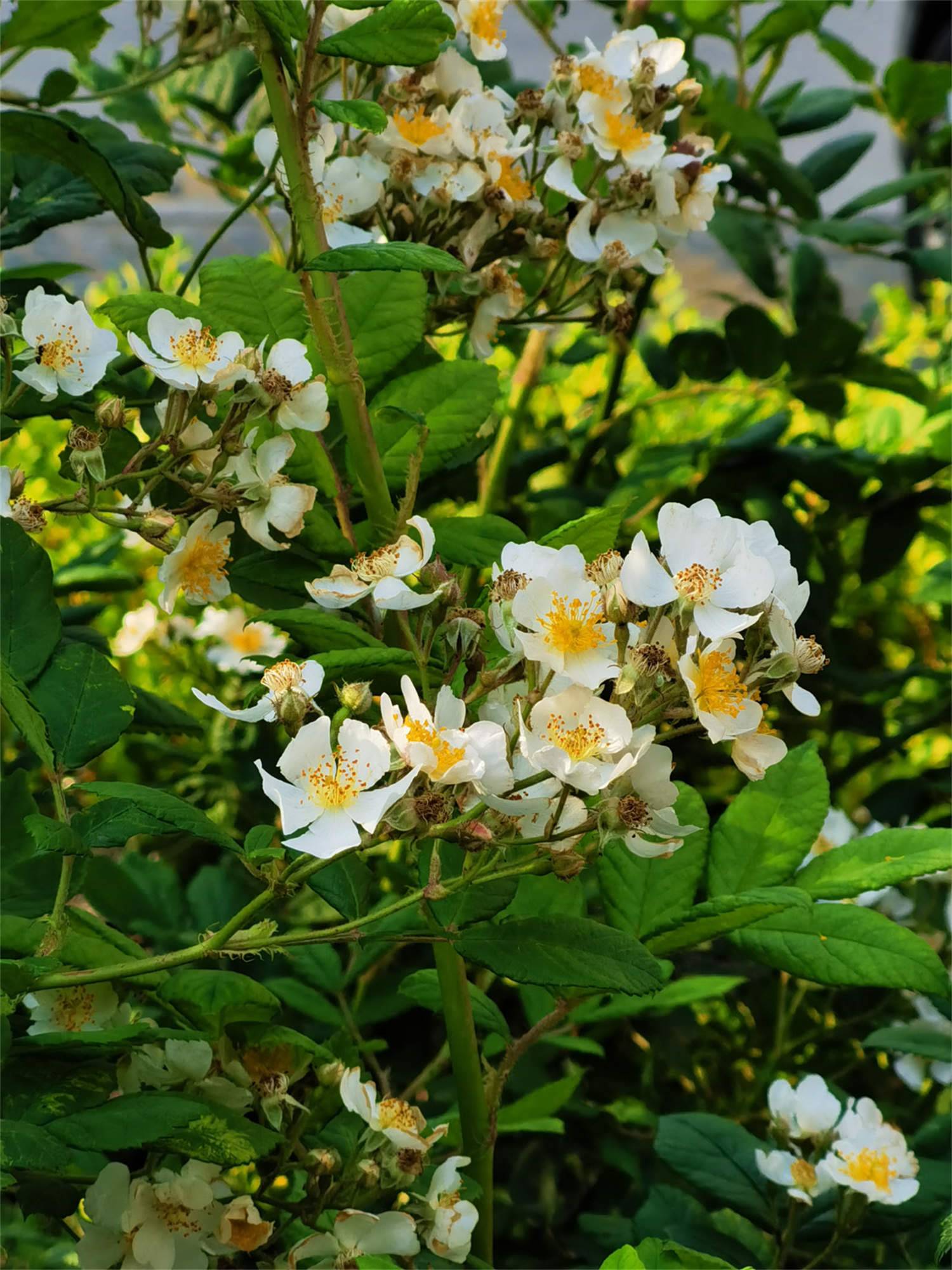 蔷薇花几年能爬满墙