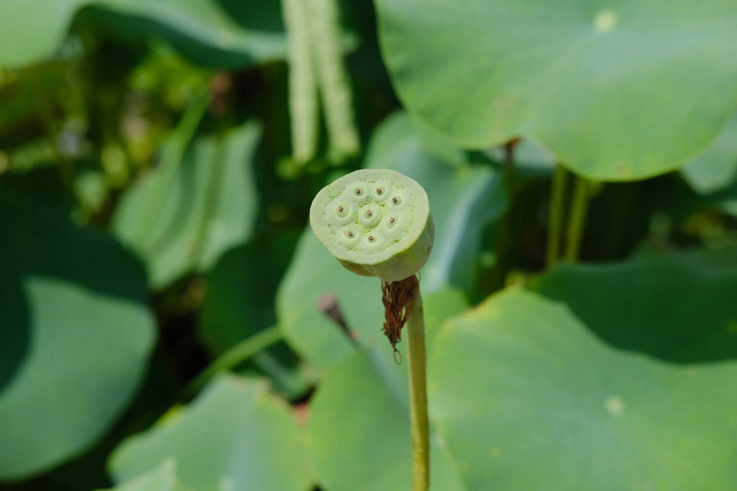 荷花图片（形态特征和养护方法简介）