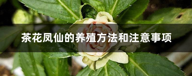 茶花凤仙