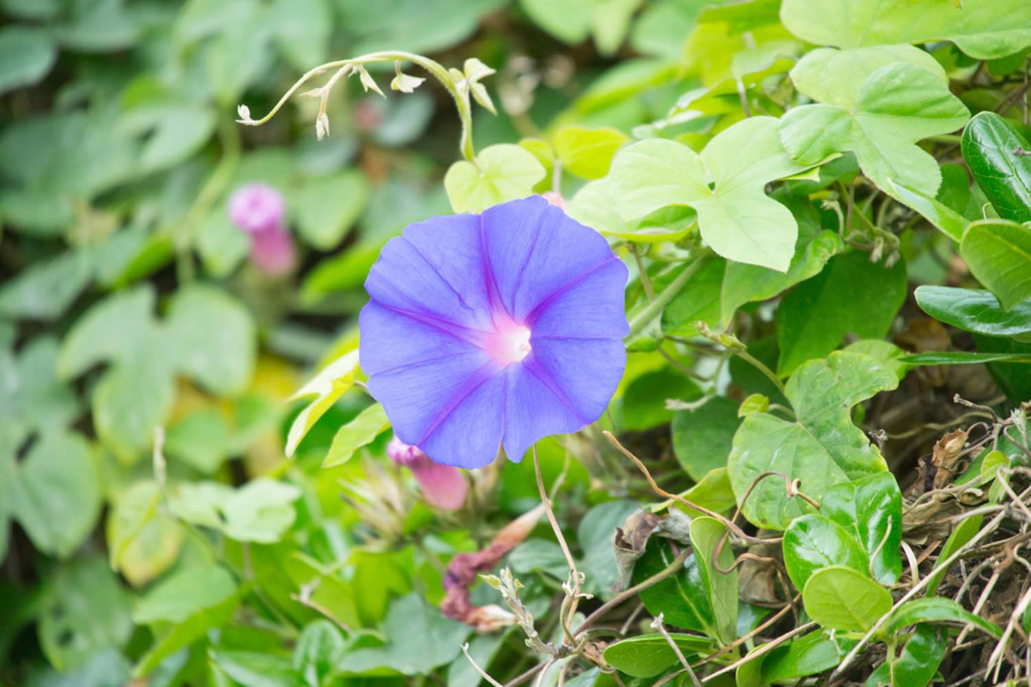 牵牛花的常见品种