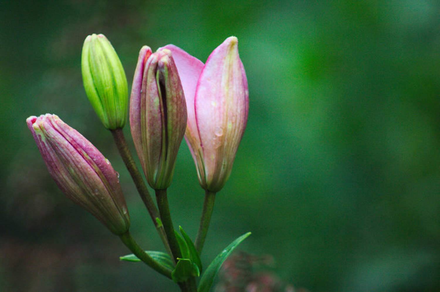 百合花为什么要摘掉花蕊