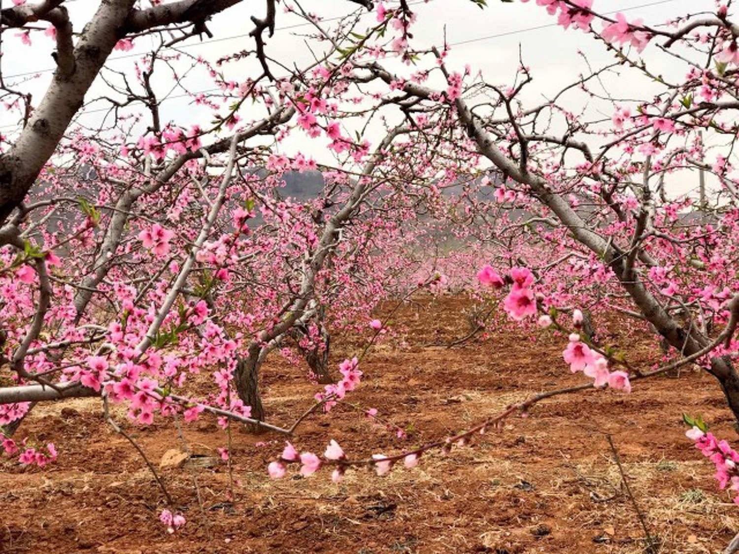 桃花品种大全