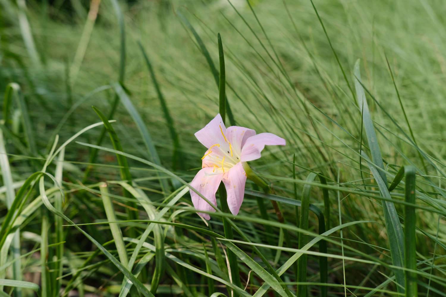 韭菜莲什么时候开花