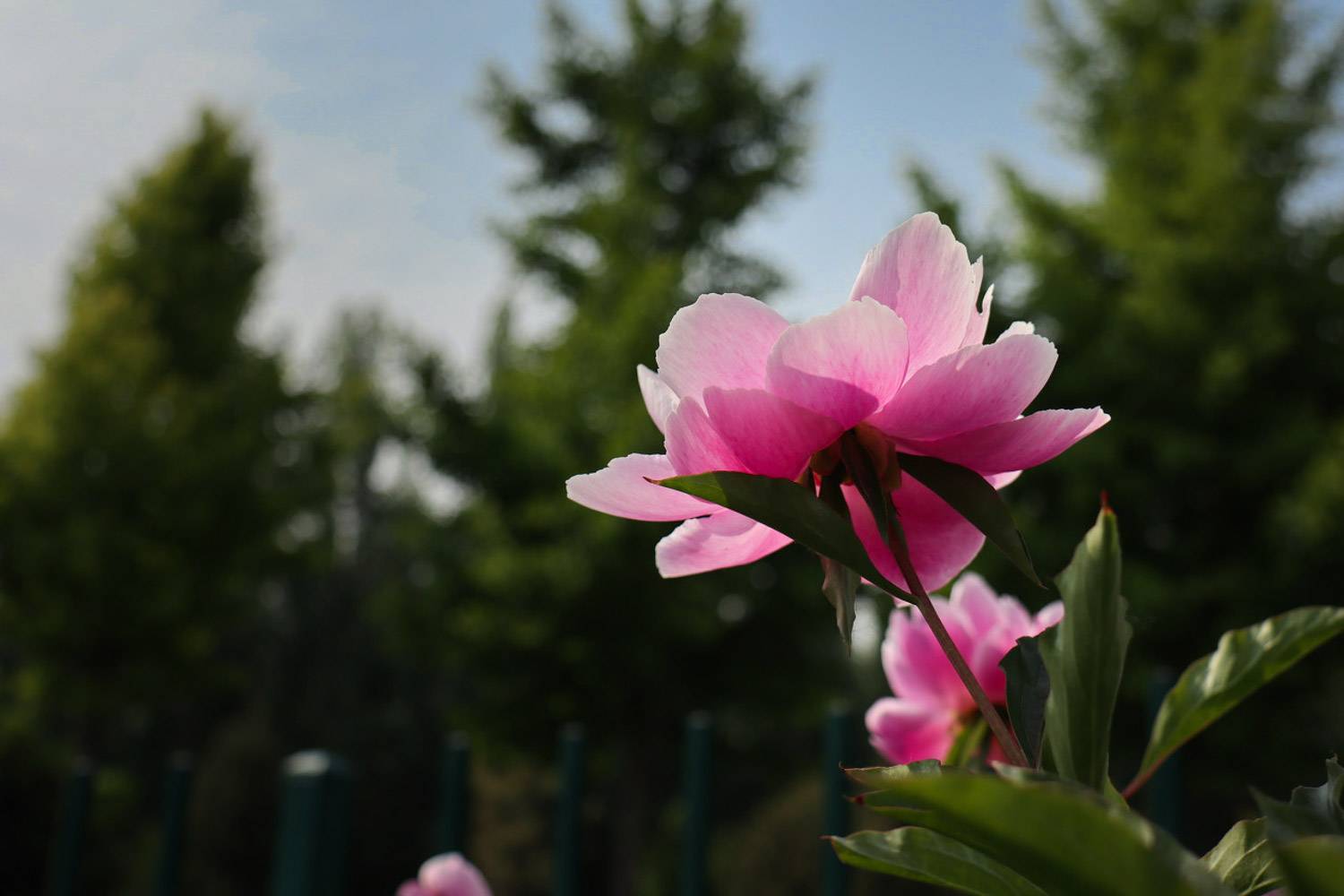 芍药花花语，有什么象征意义和传说