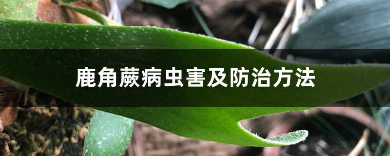 鹿角蕨病虫害及防治方法